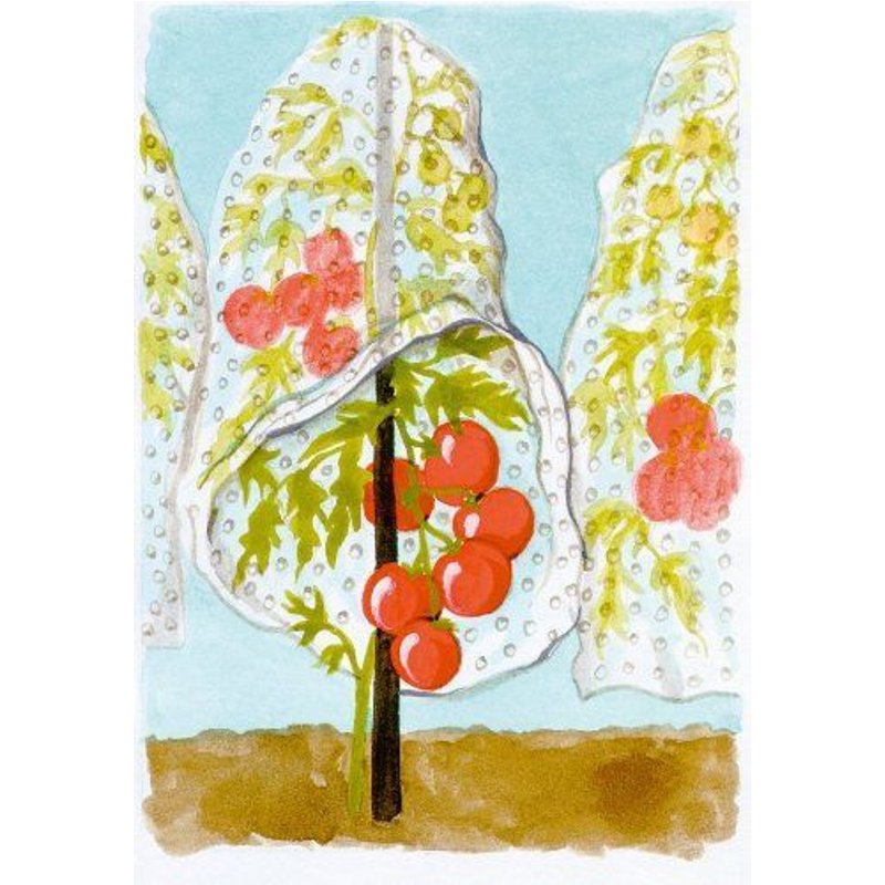 Connex tomates Housse 10x 0,65m, perforées flor80240