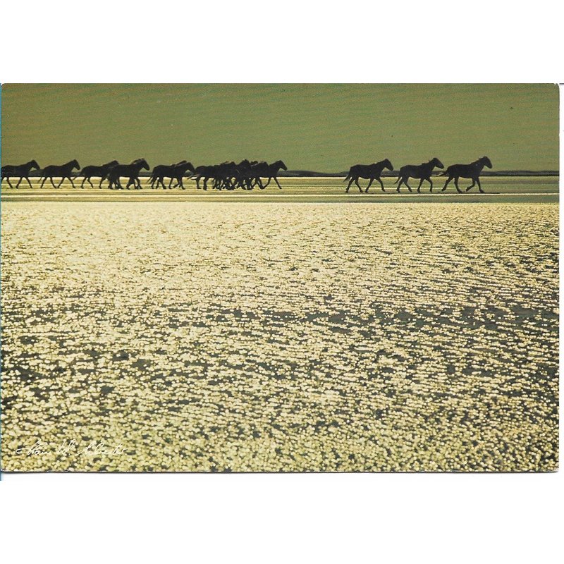 Chevaux De Camargue, Photo De Hans W. Silvester