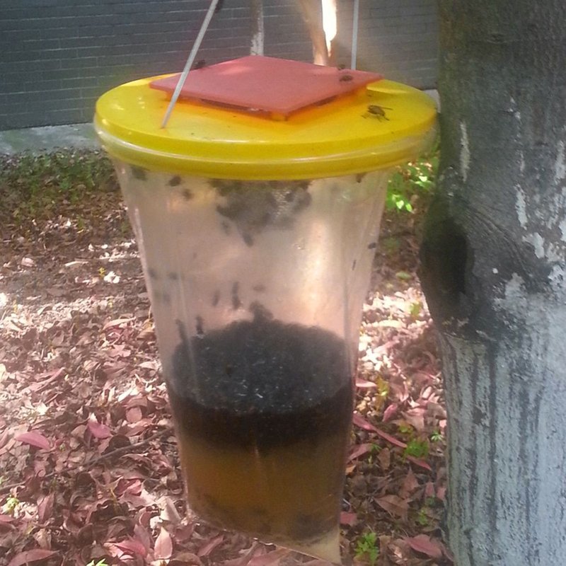 XM Piège à mouches Drosophila rouge receveur supérieur le capteur de mouches ultime tueur d'insectes livraison directe