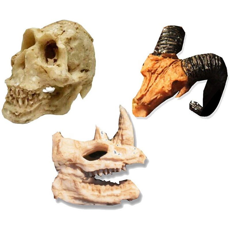 RĂ©sine Simulation TĂȘte Os CrĂąne Forme Terrarium Reptile Cacher Grotte Aquarium Aquarium Aquarium Paysage DĂ©cor Ornement