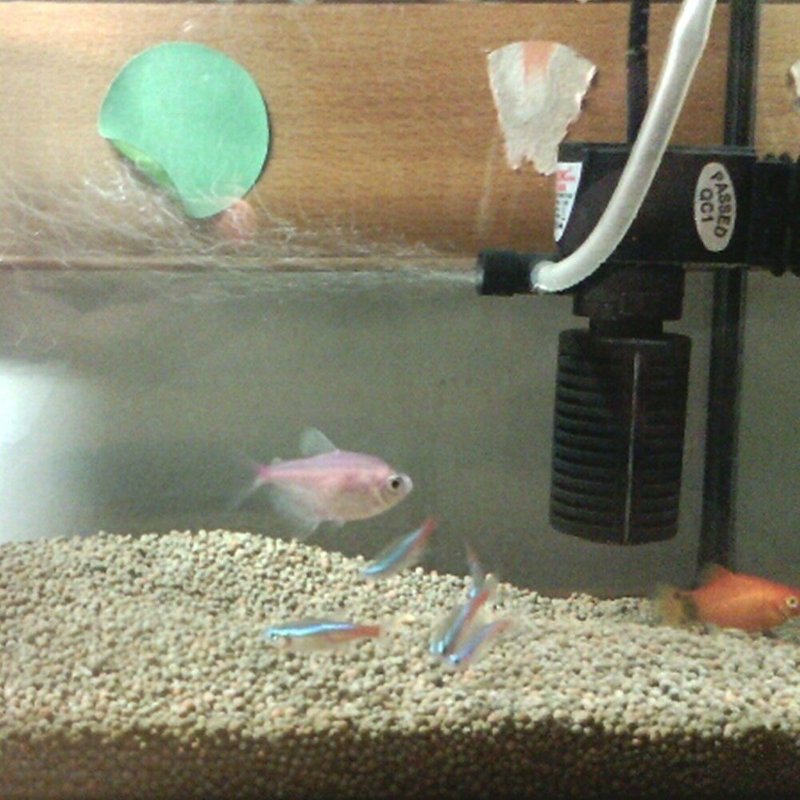 Mini Pompe À Eau Coulissante 5w 3 En 1 Avec Filtre Interne Pompe À Eau Submersible Pour Aquarium Accessoire Pour Animaux De Compagnie