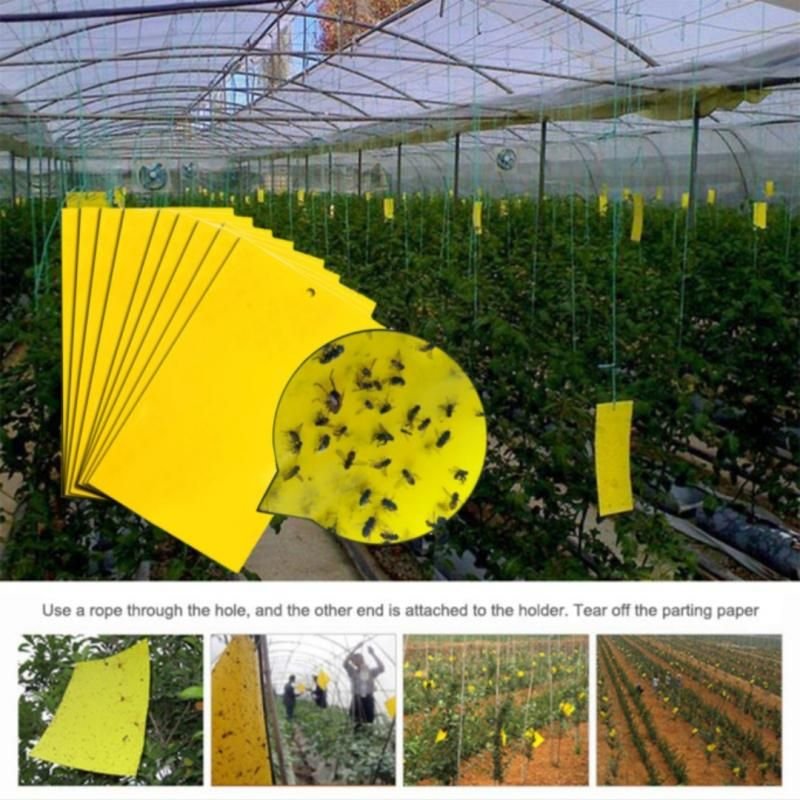 Pièges à mouches à deux faces, adhésifs écologiques, tueur d'insectes, colle autocollante, planche piège à mouches, 10 pièces