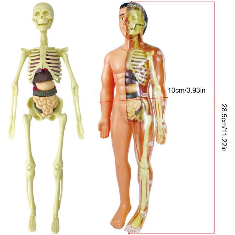 Modèle De Torse En 3d Pour Enfant, Jouet Éducatif À Assembler Soi-Même, Apprentissage Des Organes Du Corps Humain, Outils D'enseignement, Apprentissage Précoce