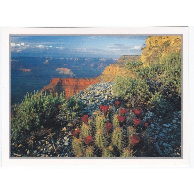 Carte Postale Grand Canyon - Claret Cup Cactus, South Rim