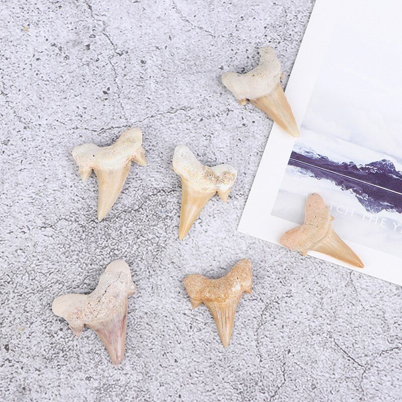 Dents De Requin Fossile Megalodon, Spécimen D'Enseignement De La Science Marine