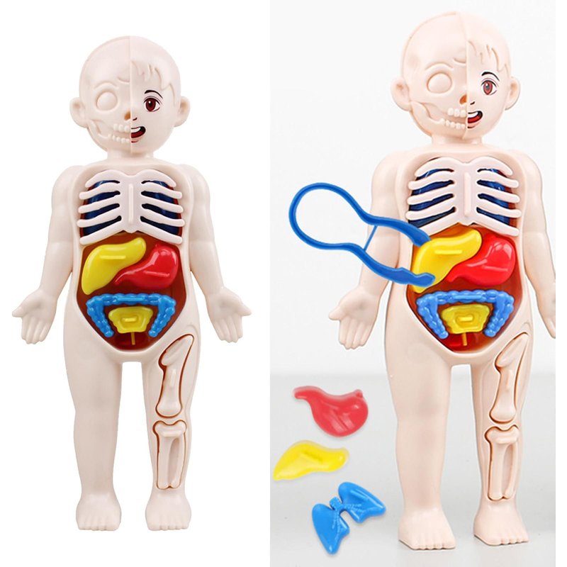 Jouets D'Anatomie Du Corps Humain, Jouets D'Orgue Éducatifs Pour Enfants D'Âge Préscolaire, Kits D'Apprentissage Scientifique Pour Étudiants Et Enseignants