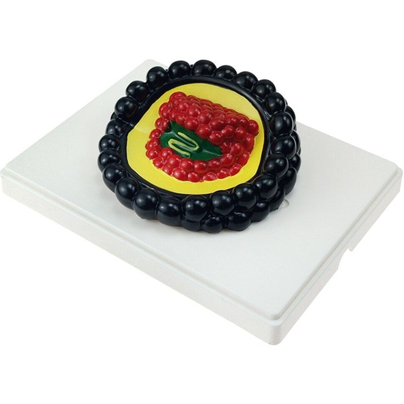 Matériel Pédagogique De Microbiologique, Enseignement De La Science Des Microorganismes