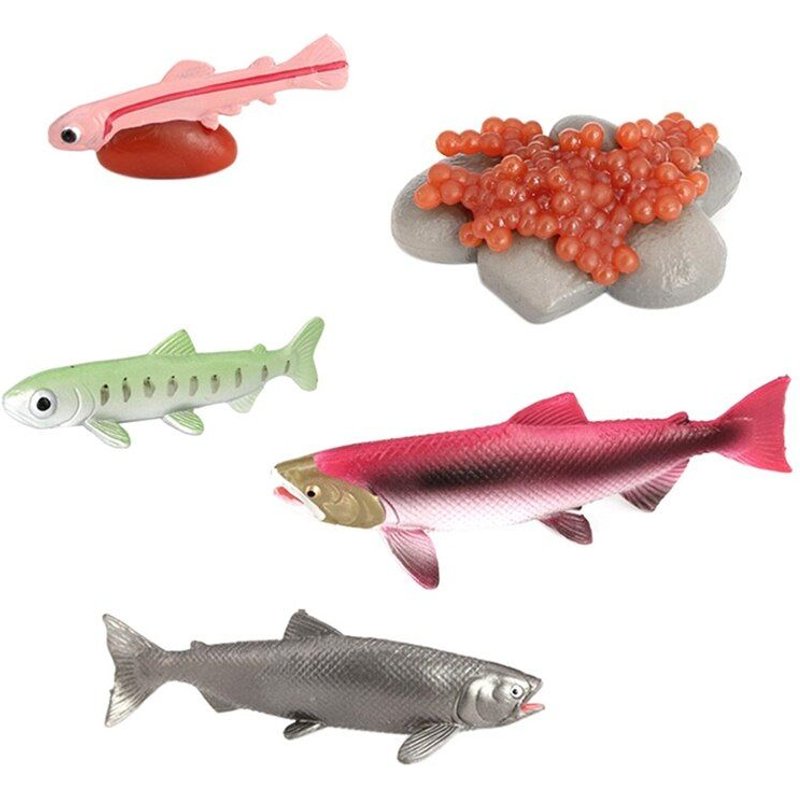 Modèle De Croissance Animale De Poisson, Modèle Biologique De Cycle De Croissance De La Vie Animale, Jouets Éducatifs Scientifiques De Simulation