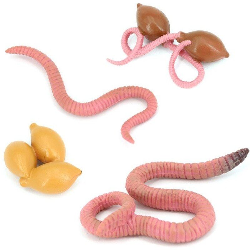 Simulation De Croissance De Ver De Terre 4 Pièces, Modèle De Croissance Animale, Cycle Biologique, Jouets Éducatifs