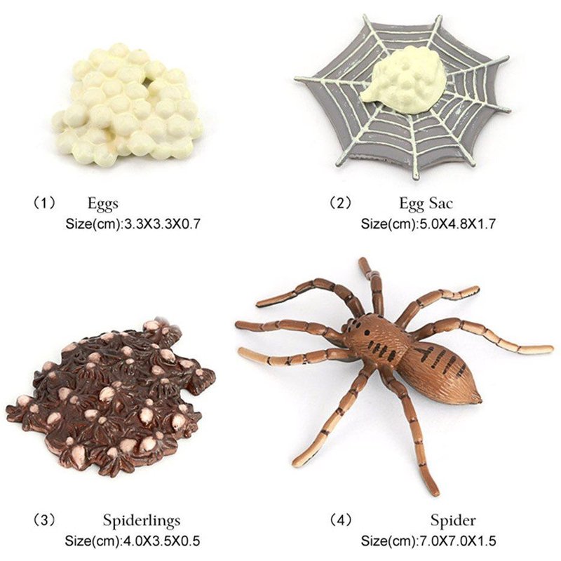 Jouets D'Apprentissage Et D'Enseignement En Classe, Araignée, Cycle De Vie, Insectes, Collection