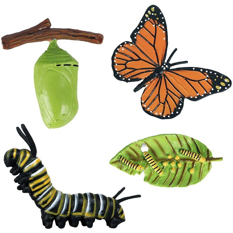 Jeu De Rôle Pour Enfant, Développement Des Papillons, Cycle De Vie, Apprentissage Préscolaire De La Biologique