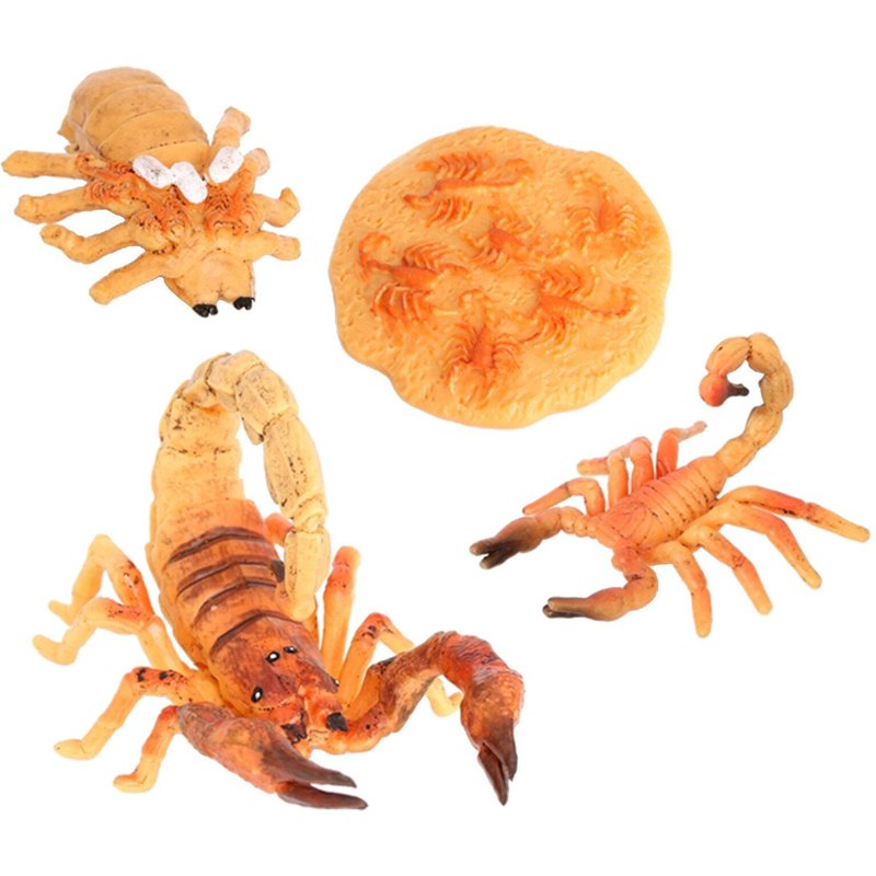 Jouet Du Cycle De Vie Du Scorpion Pour Enfants, 4 Pièces, Apprentissage Et Jeu Préscolaire, Jaune