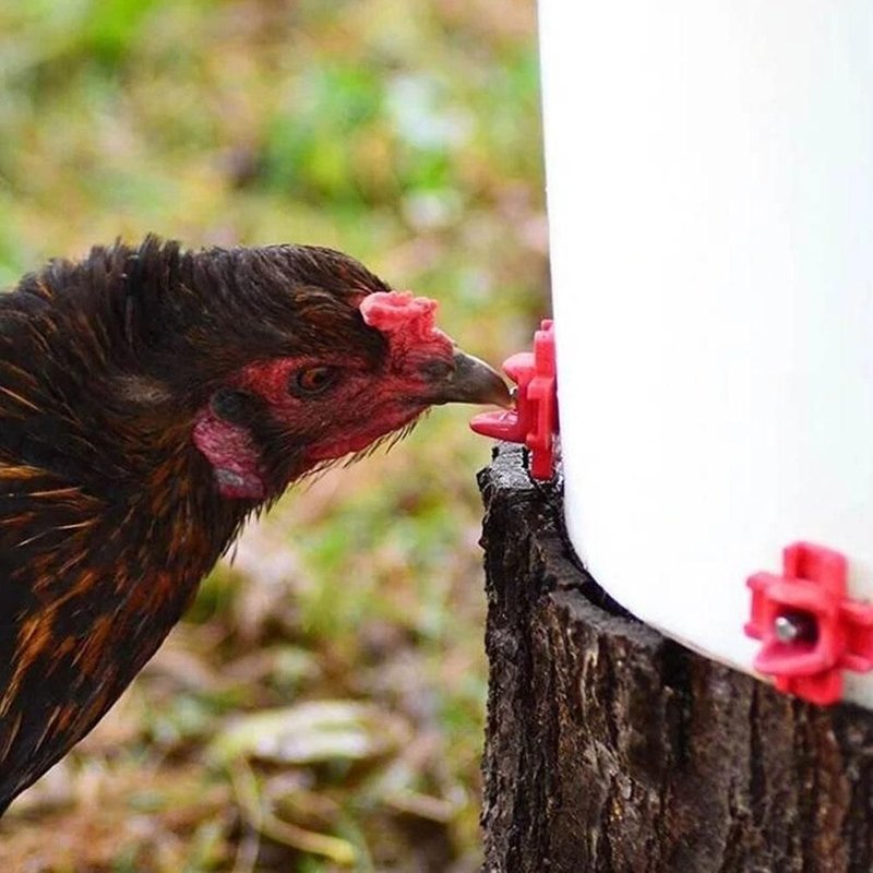 Abreuvoir À Mamelon À Montage Latéral Horizontal, 4 Pièces, Poulet Caille Volaille, Abreuvoir À Eau Propre, Ferme, Consommation Automatique De Poussin