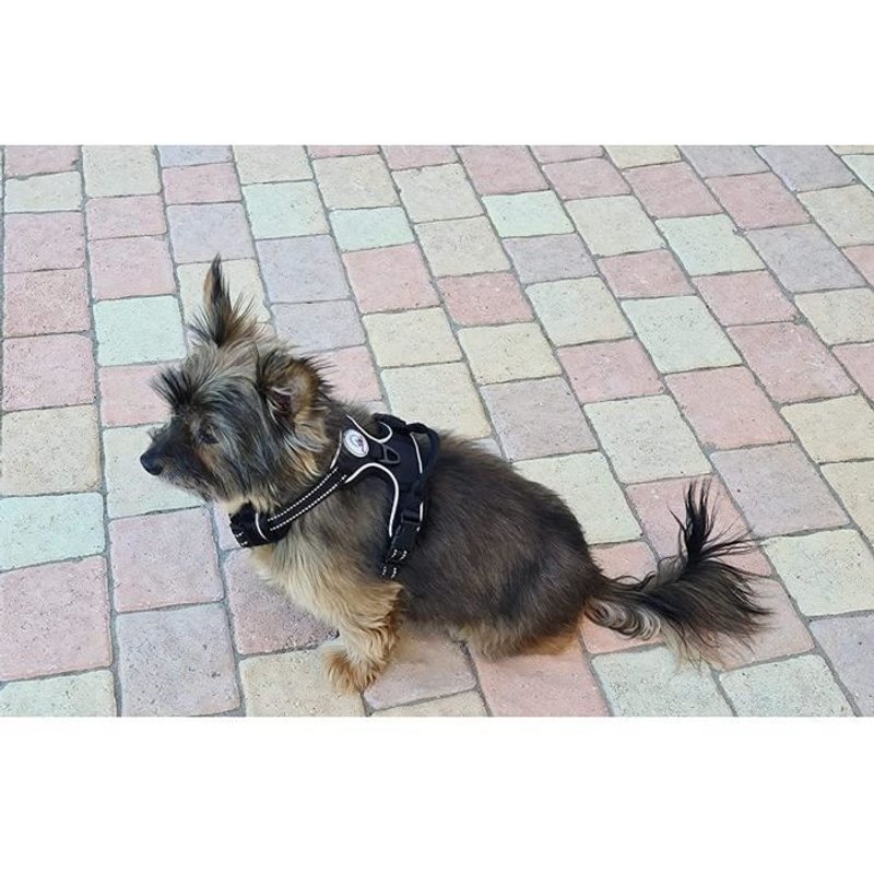 Pounet Harnais Chien Anti Traction, Réfléchissant, Avec Poignée Rembourrée - 2 Anneaux - Materiau Respirant Taille S
