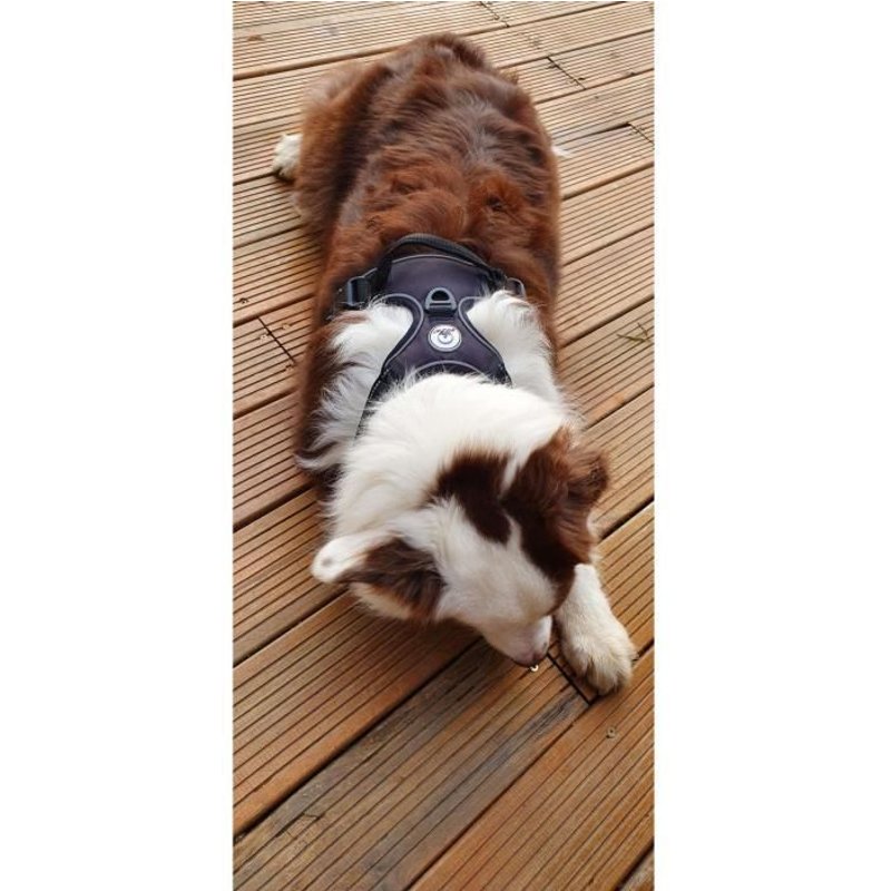 Pounet Harnais Chien Anti Traction Taille L