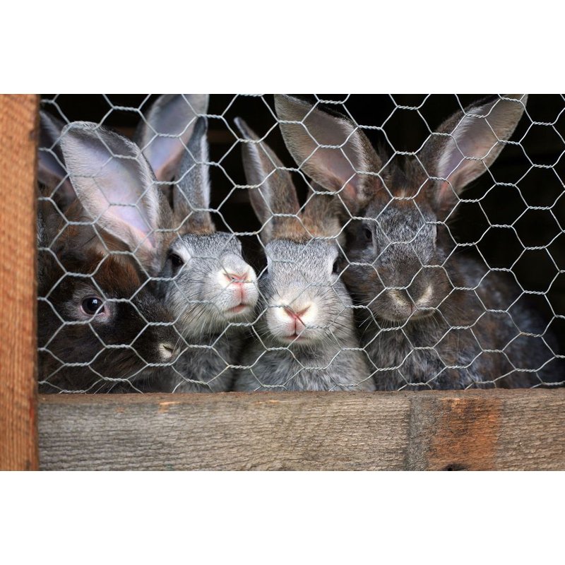 20 M Grillage À Maille Hexagonale, Grillage De Poulailler, Grillage Pour Enclos À Lapins 50 Cm 25mm X 25mm