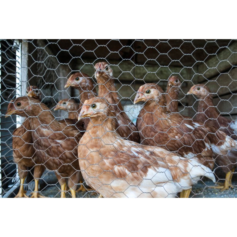 120 M Grillage À Maille Hexagonale, Grillage De Poulailler, Grillage Pour Enclos À Lapins 100 Cm 25mm X 25mm