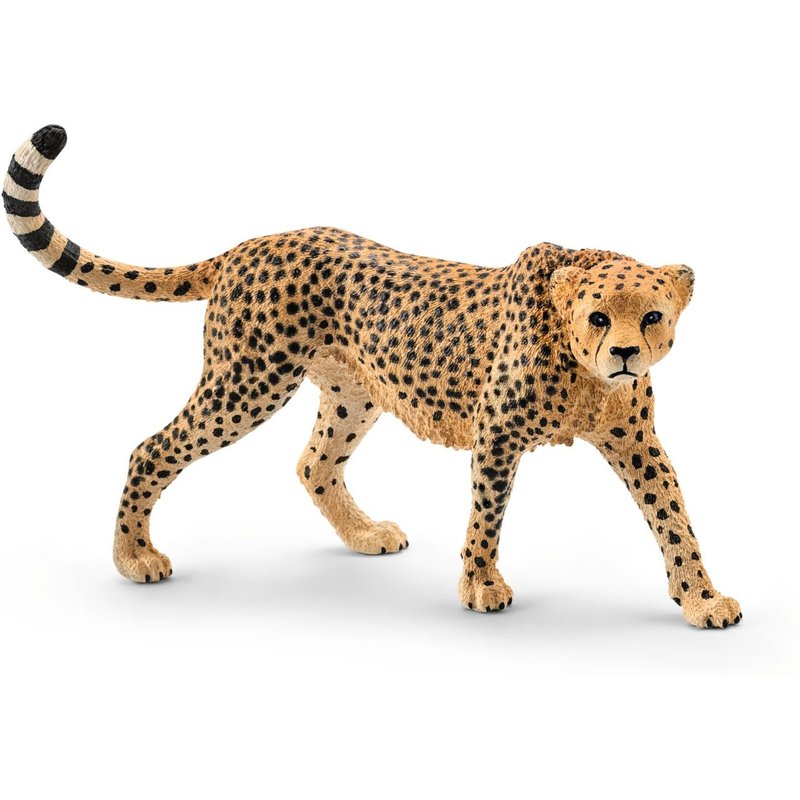 Wild Life Guépard Femelle