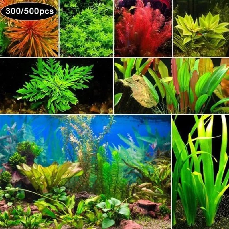 300500pcs Graines De Plantes Aquatiques, Graines De Plantes Daquarium Mixed Style1