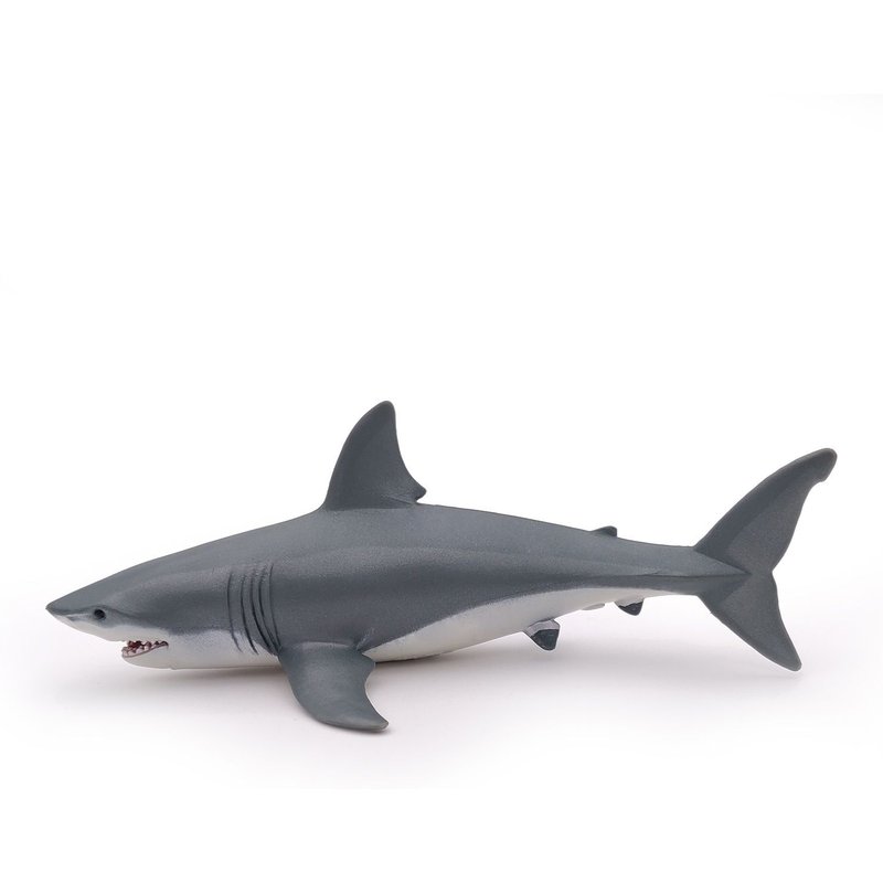 L'UNIVERS MARIN Requin blanc