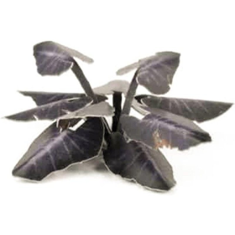 Plantes Laser - Taro Magique Noire