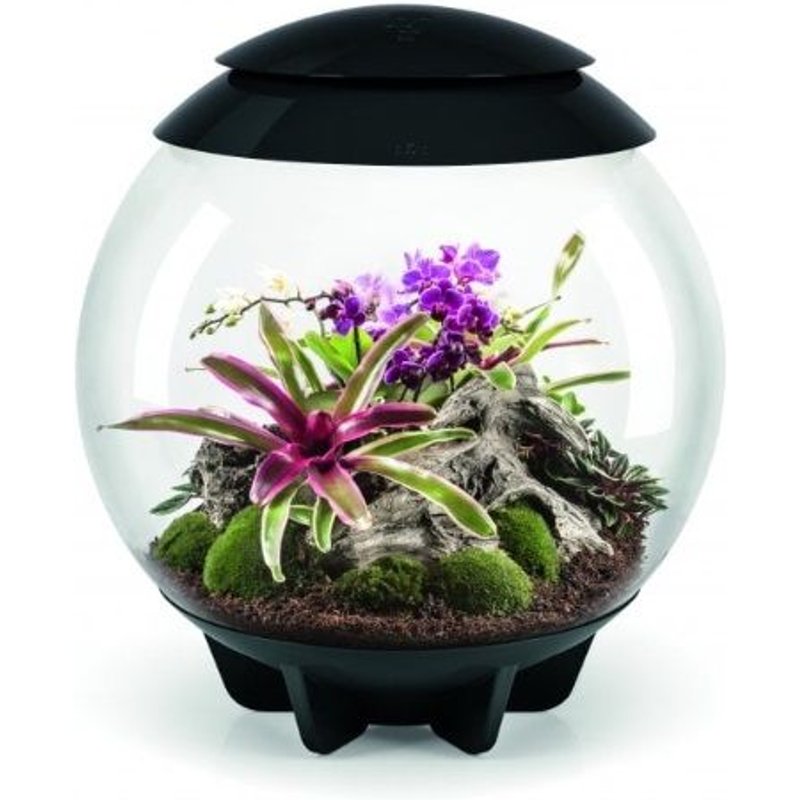 Oase - Terrarium Décoratif 60l Avec Cadre Noir Air 60 Black