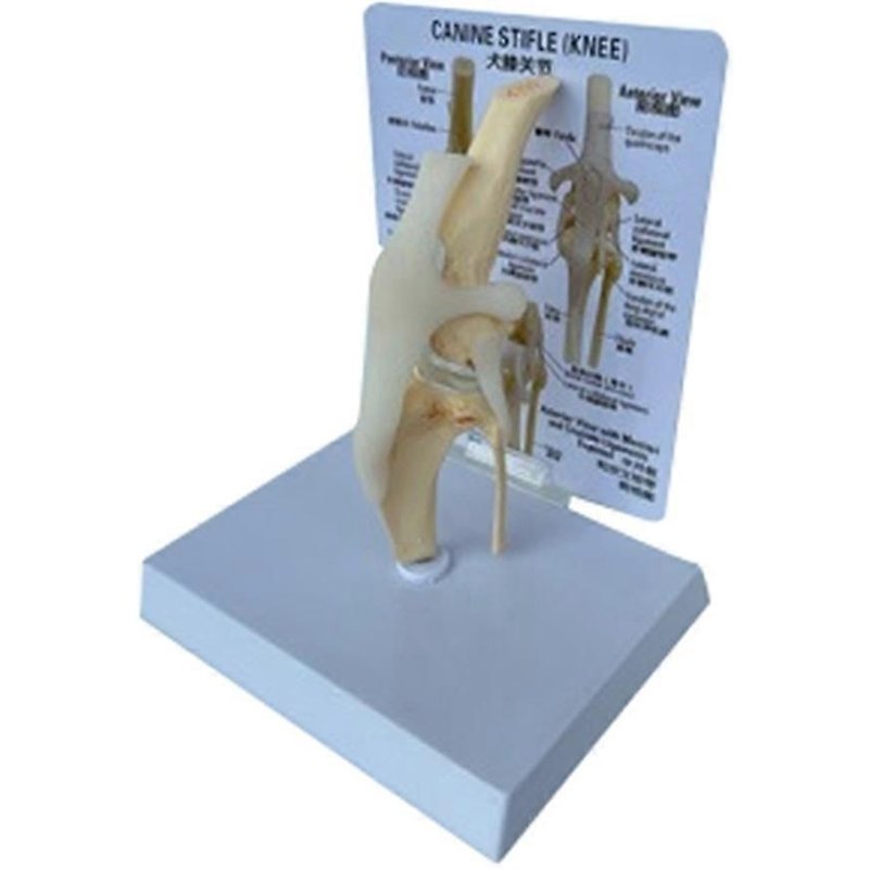 Modèle de genou canin, modèle anatomique d'articulation de chien, modèle de squelette de chien, anatomie du squelette animal, sciences médicales