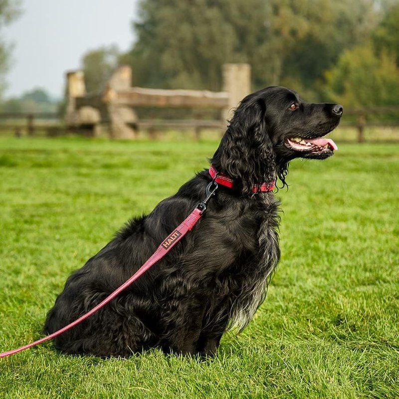 Laisse Halti - Laisse Pour Chien En Nylon De Qualité Supérieure Avec Poignée Rembourrée Et Coutures Réfléchissantes. Convient Pour Chiots Et Chiens De Petite À Grande Taille (Taille S, Noir)