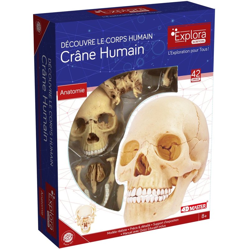 Permanent Mixte Bte/Explora Anatomie Crane Humain -