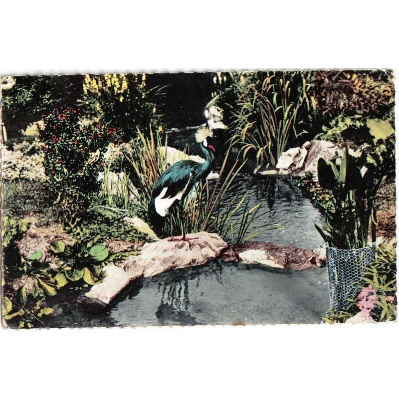 Carte Postale, France, Auvergne, Allier ( 03 ), Vichy, Un Coin Du Parc Des Cygnes - Oblitération Du 09/06/1960