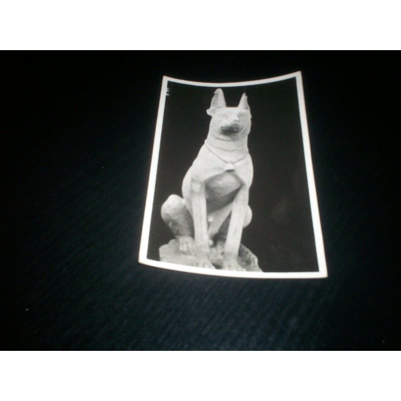 Carte Postale Ancienne Chien En Calcaire