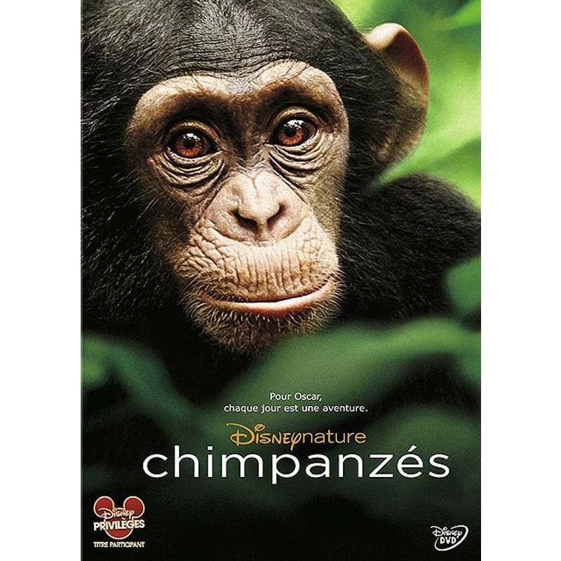 Chimpanzés