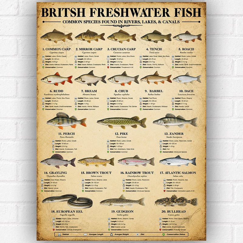 British Freshwater Fish Poster A3 – Fish Identification Guide Chart – Angling & Fishing Wall Art