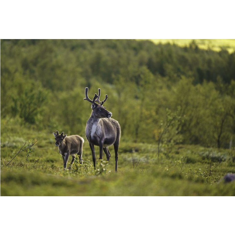 Adopt a Reindeer Gift Package - 3 Adoption Levels, Personalised Plaque & Park Entry at Wildwood Trust - Ideal for Animal Lovers & Unique Gifting | Wow
