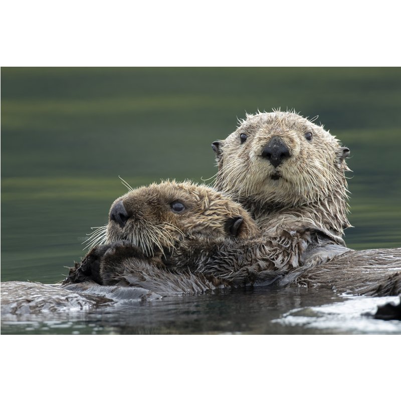 Adopt an Otter at Wildwood Trust - 3 Adoption Pack Options with Certificates, Photos & Park Entry - Gift-Friendly | Wowcher