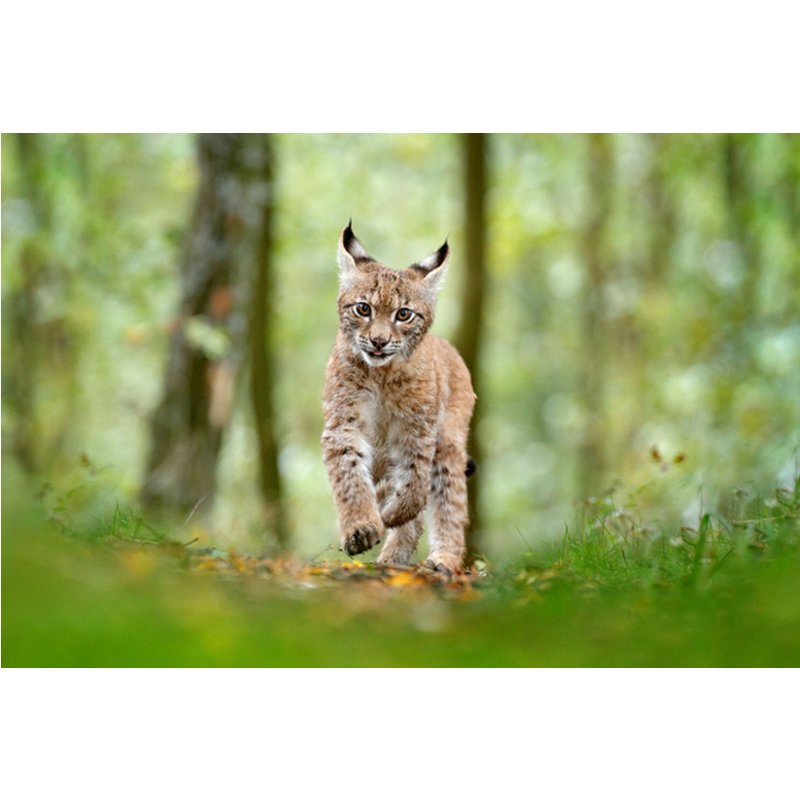 Adopt a Lynx Gift Pack - 3 Package Levels (Basic, Premium, Deluxe) with Certificate, Personalised Plaque & Photo at Wildwood Trust - Gifting Options A