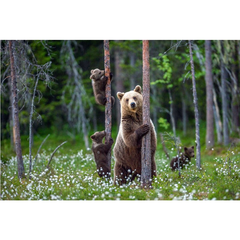 Adopt a Bear Experience - 3 Adoption Pack Options with Certificates, Photos & Park Entry at Wildwood Trust - Perfect Gift Idea | Wowcher