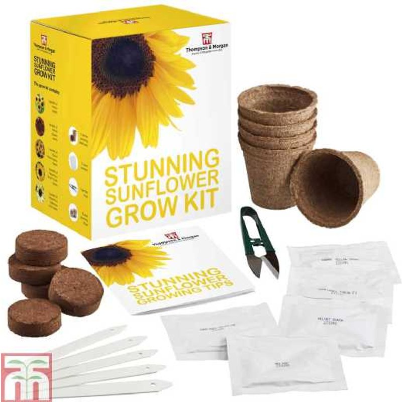 Stunning Sunflower Seed Grow Kit | Wowcher