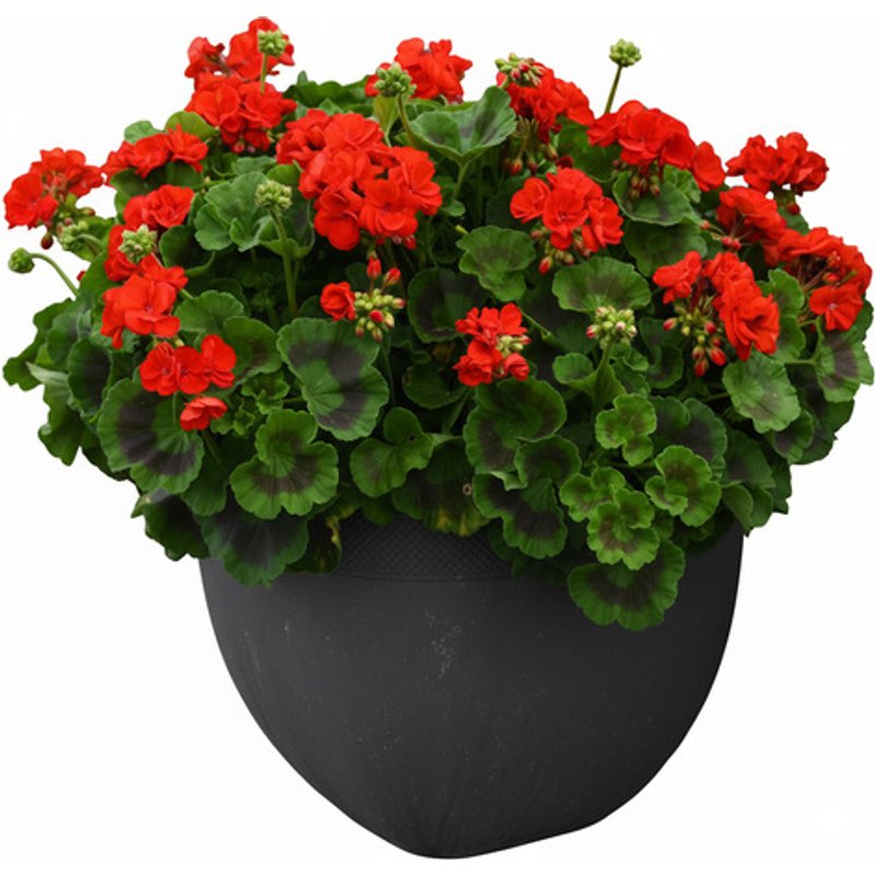 Geranium 'Best Red' F1 Hybrid - Uniform, Vigorous Garden Performer | Wowcher