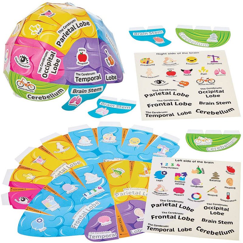 Human Brain Biology Hat Kits (Pack of 4)