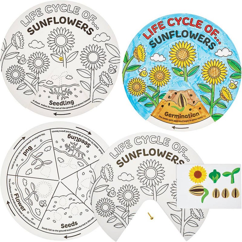 Sunflower Life Cycle Colour-in Sticker Wheels (Pack of 5)