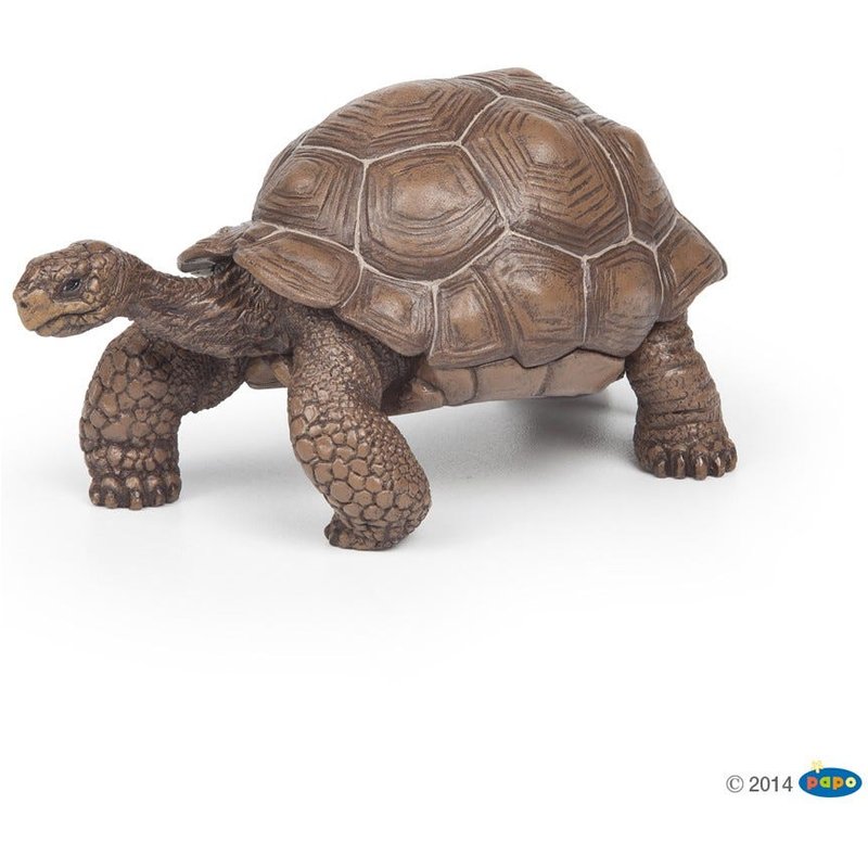 Galapagos Tortoise