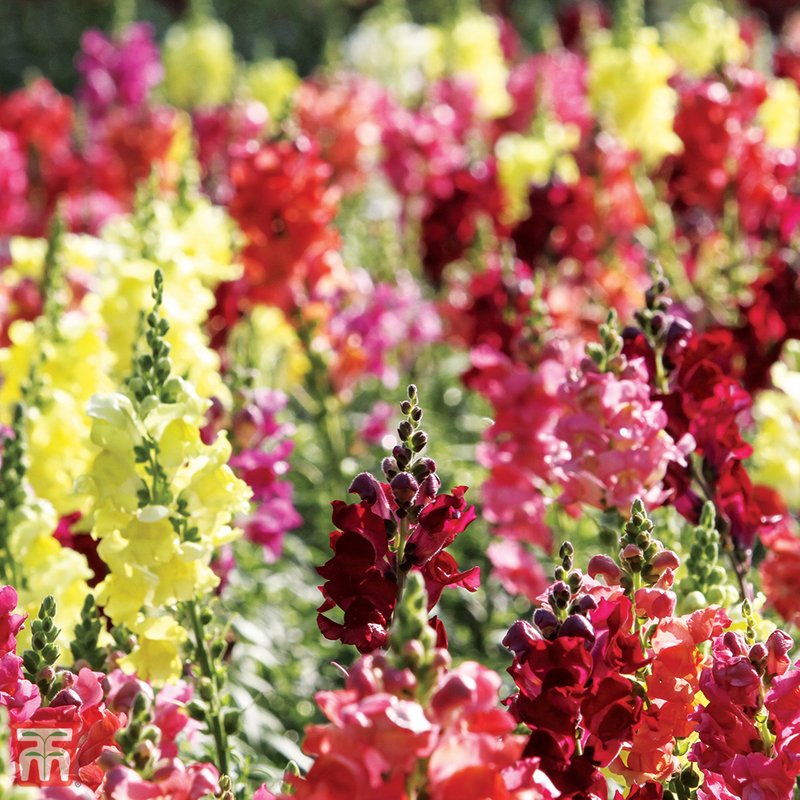 Antirrhinum nanum 'Dwarf Bedding Mix' - Seeds