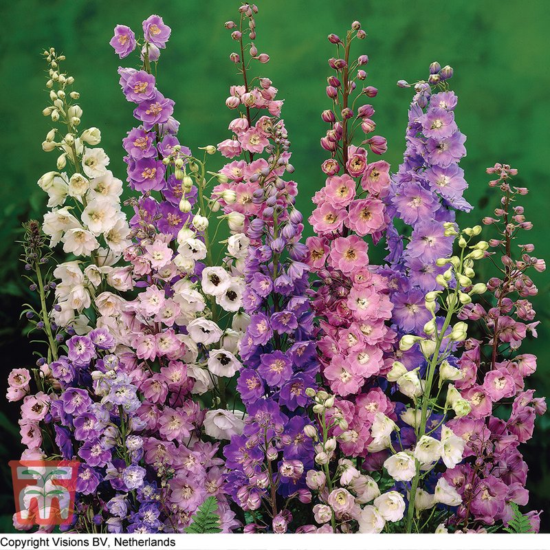 Delphinium hybridum 'Pacific Giants Mix' - Seeds