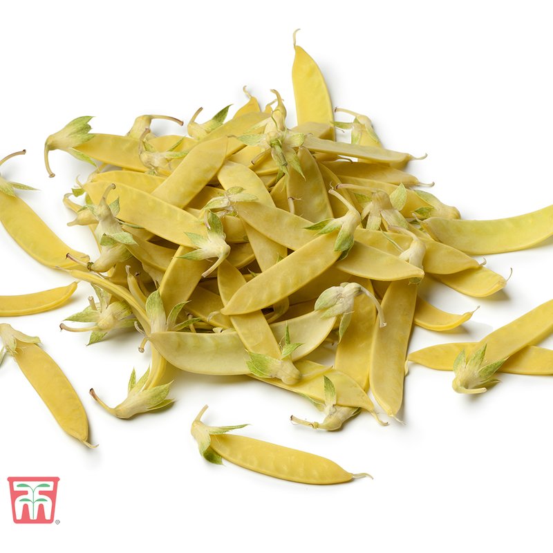 Pea 'Golden Sweet' (Mangetout) - Seeds