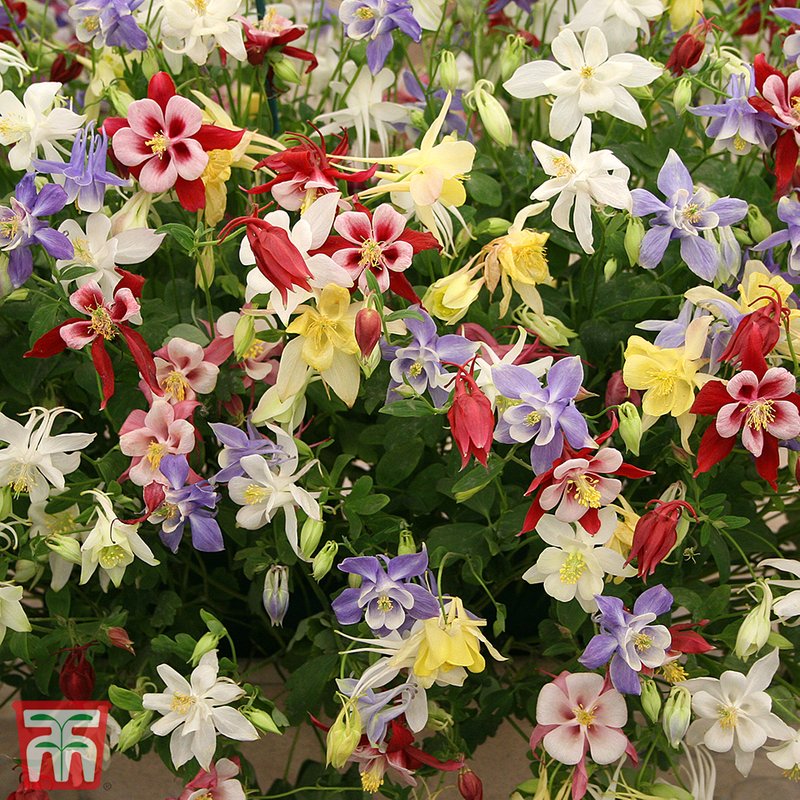 Aquilegia x hybrida 'Crown Jewels Mix' - Seeds