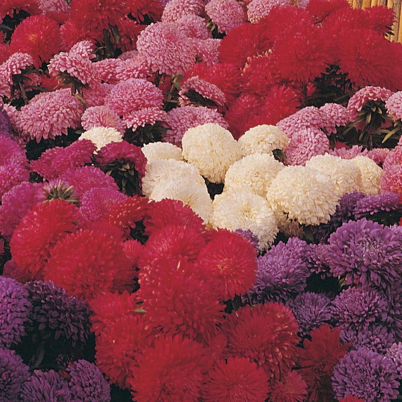 Aster 'Carpet Ball Mix' - Seeds