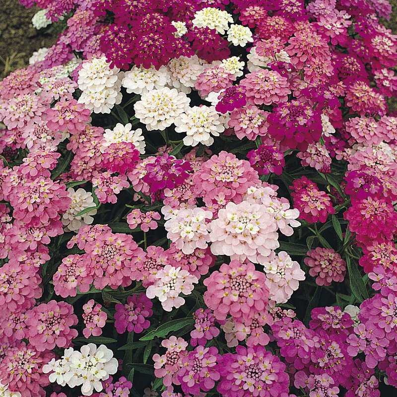 Candytuft 'Dwarf Fairy Mix' - Seeds