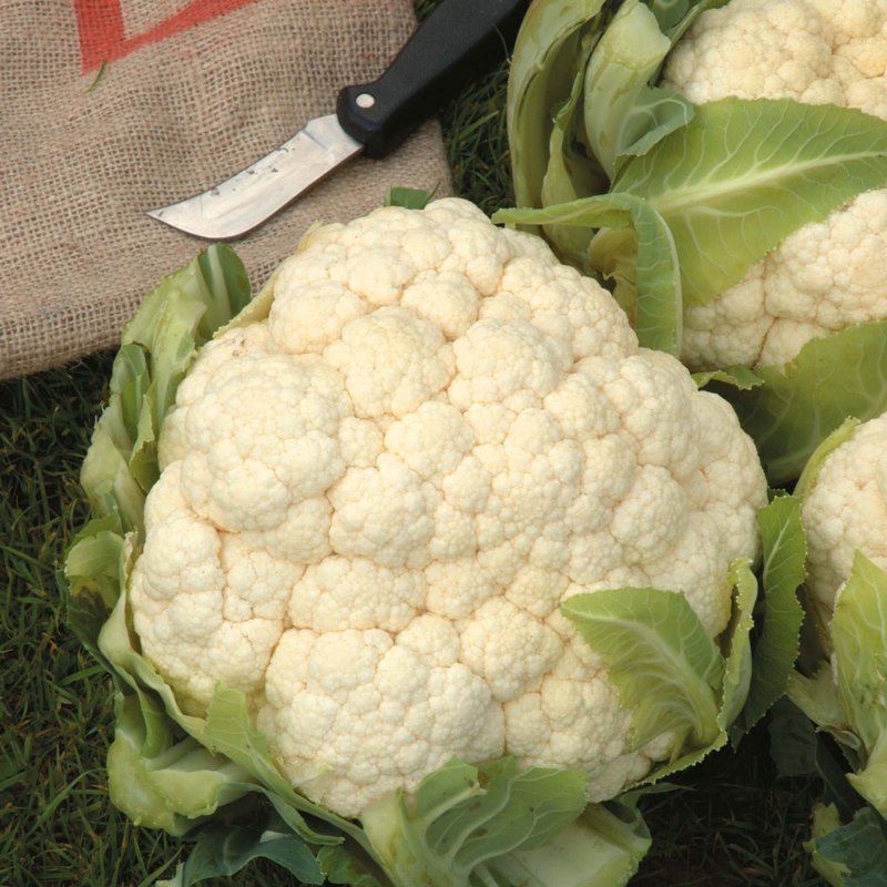 Cauliflower 'Winter Aalsmeer' (Spring) - Seeds