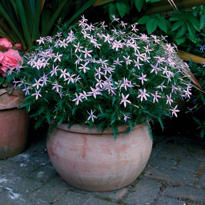 Laurentia 'Avant-Garde Pink' F1 - Seeds